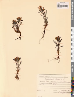 MAG 0019274