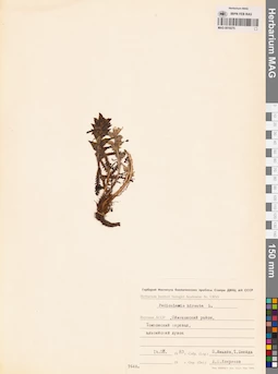 MAG 0019275