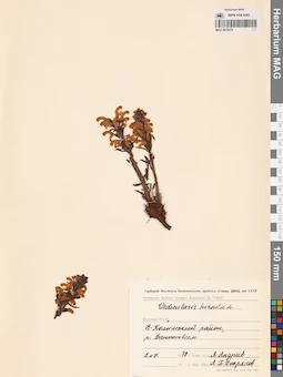 MAG 0019276