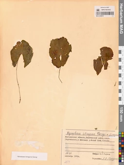 MAG 0008878