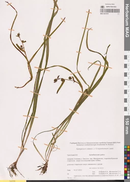 MAG 0021819