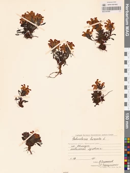 MAG 0019269