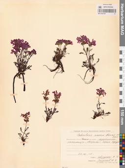MAG 0021553