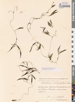 MAG 0009193