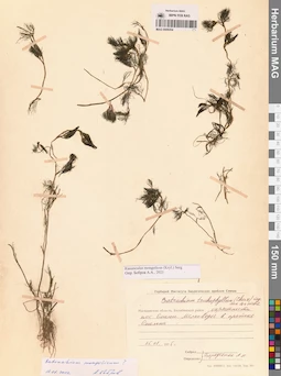 MAG 0009204