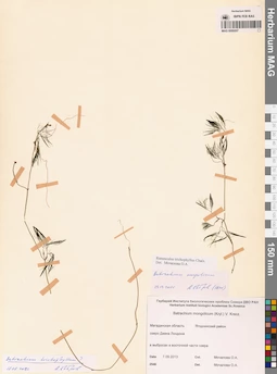 MAG 0009207