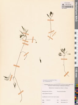 MAG 0009208