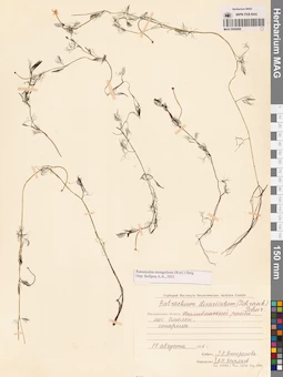 MAG 0009408