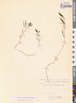MAG 0009469