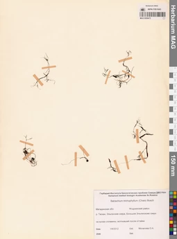 MAG 0009472