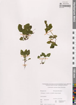 MAG 0019303