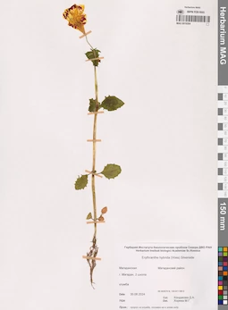 MAG 0019304