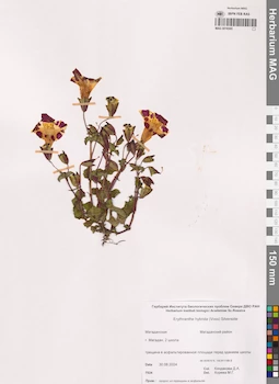 MAG 0019305