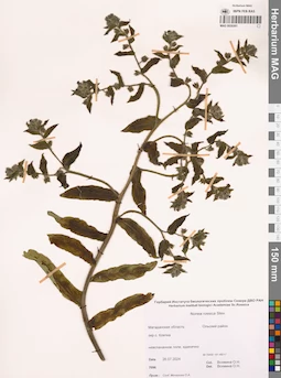 MAG 0020301