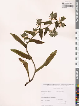 MAG 0020302