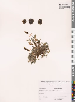 MAG 0019328