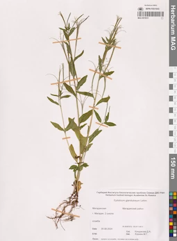 MAG 0019331