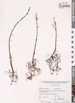 MAG 0019335