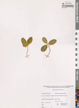 MAG 0019339