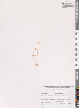 MAG 0019342