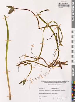 MAG 0019346