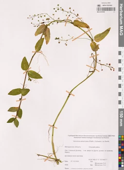 MAG 0019359