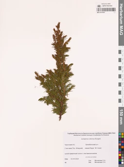 MAG 0019362