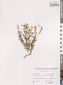 MAG 0019365