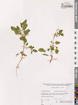 MAG 0019376