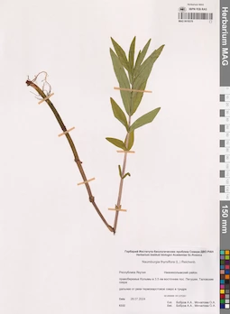 MAG 0019379