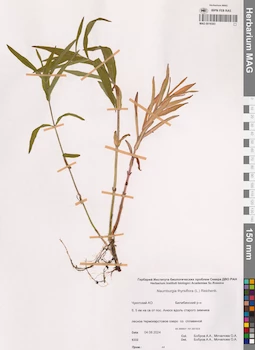 MAG 0019383