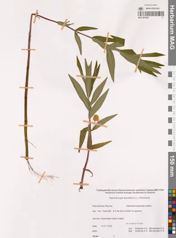 MAG 0019387
