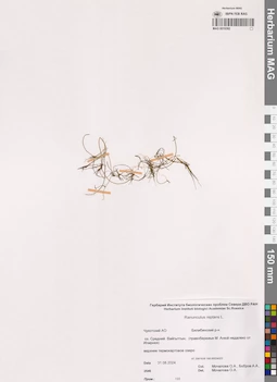 MAG 0019392