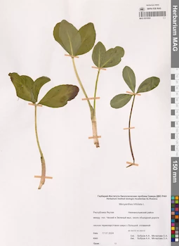 MAG 0019393