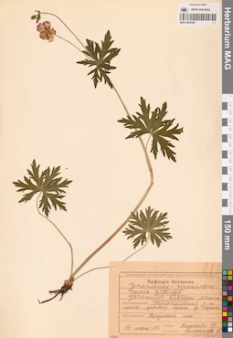 MAG 0020595