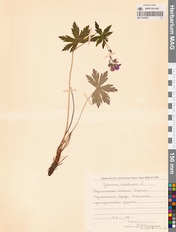 MAG 0020596