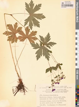 MAG 0020597