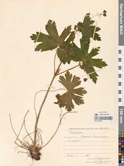MAG 0020600