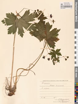 MAG 0020601