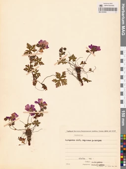 MAG 0020602