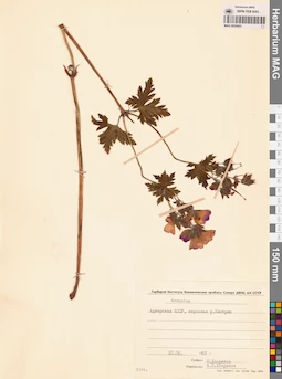 MAG 0020603