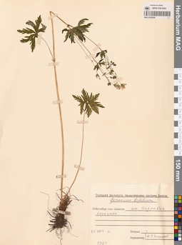 MAG 0020604