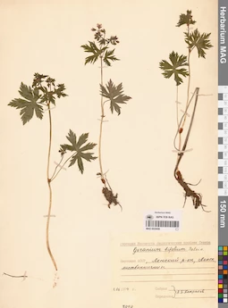 MAG 0020606