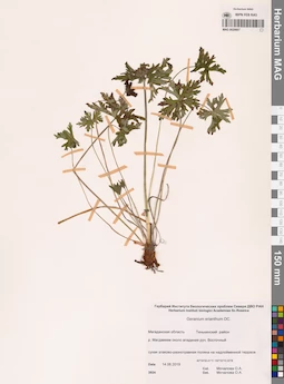 MAG 0020607