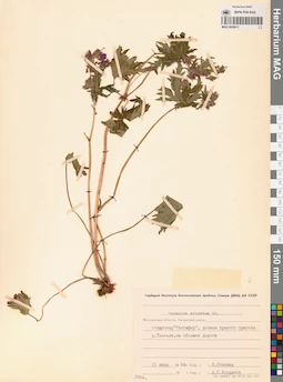 MAG 0020611