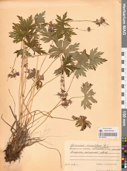 MAG 0020612