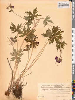 MAG 0020613