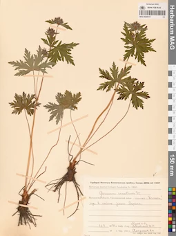 MAG 0020615