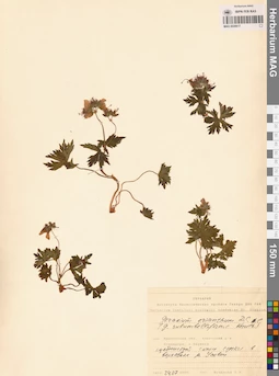 MAG 0020617