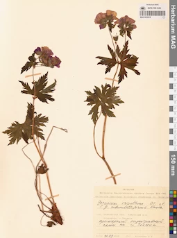 MAG 0020618